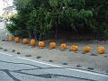 Pumpkins on display